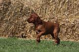 SETTER IRLANDAIS 165
